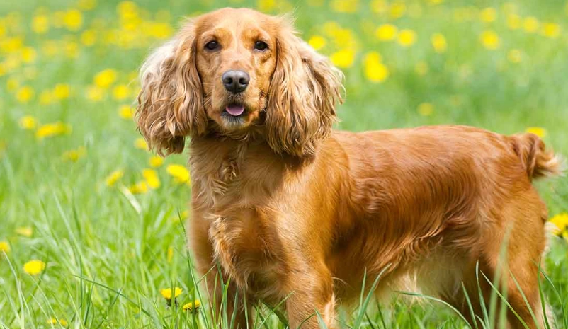 spaniel dog grooming