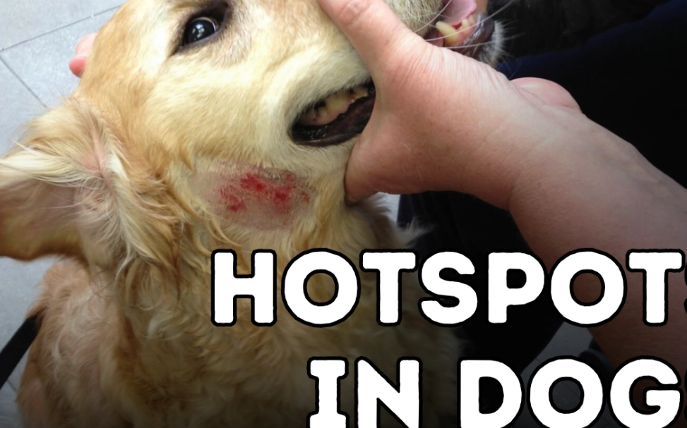 hot spot on dog home remedy hot spot on dog home remedy