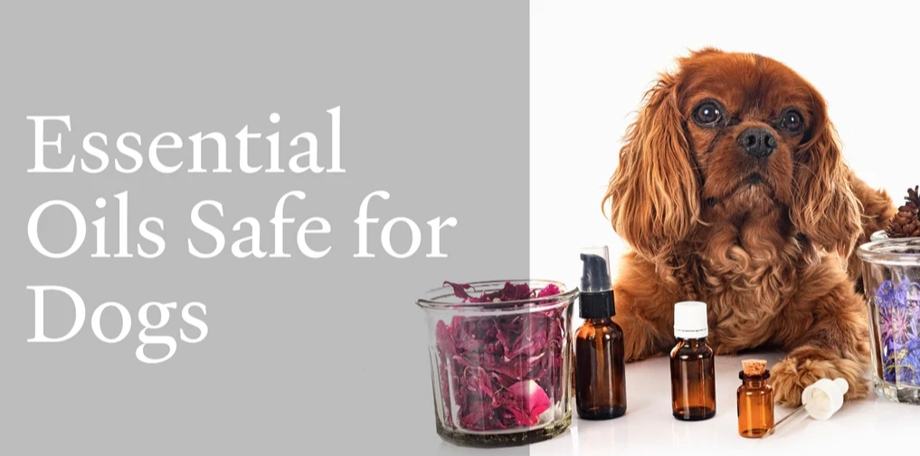 dog safe essential oils