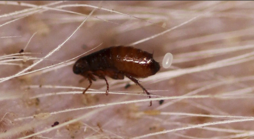 flea prevention for dogs