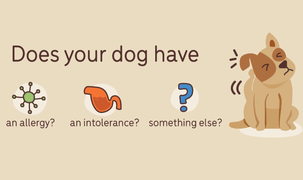 dog intolerance