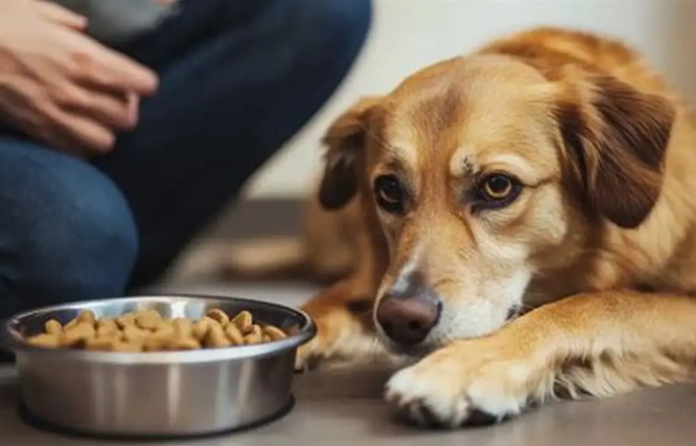 dog food intolerance dog food intolerance