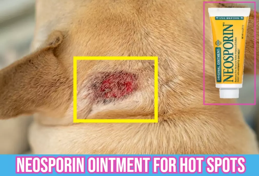treatment for a hot spot on a dog