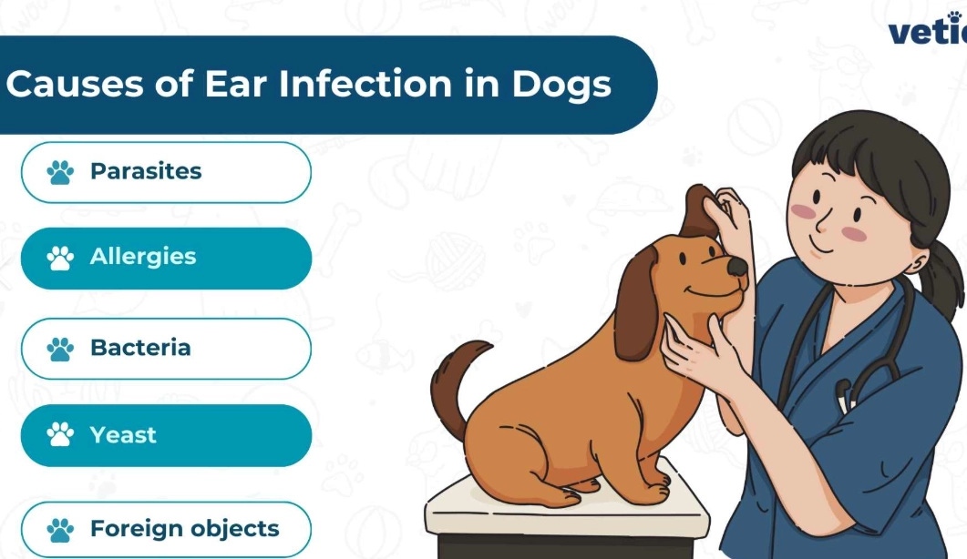 ear infection in dogs
