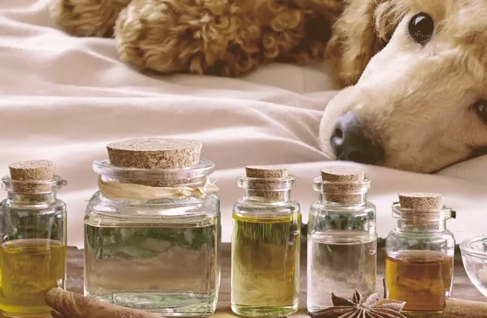 essential oils safe for dogs