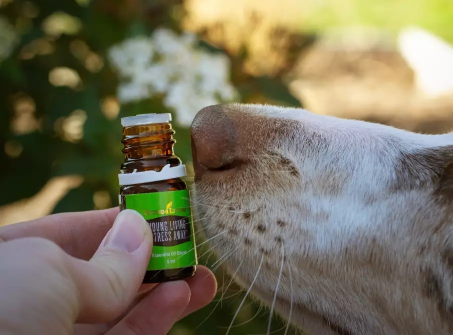 dog safe essential oils