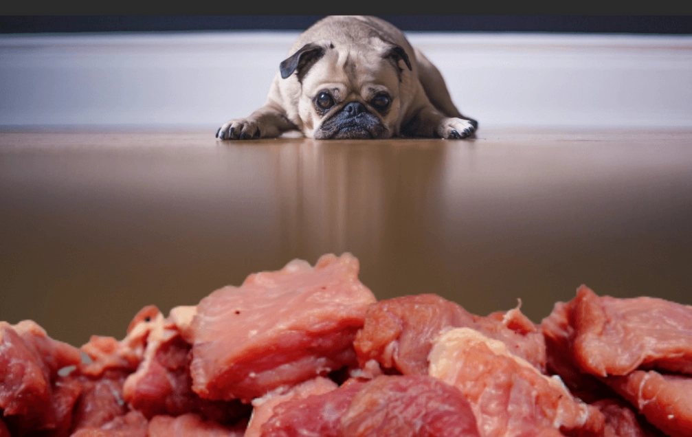 risks of raw dog diet