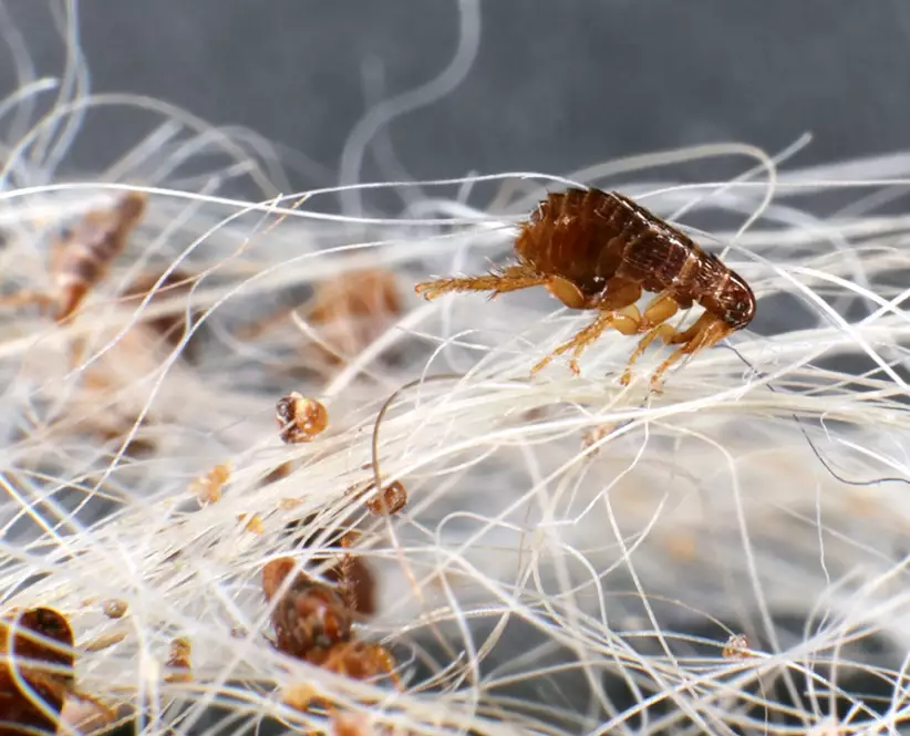 how to get rid of fleas on dogs