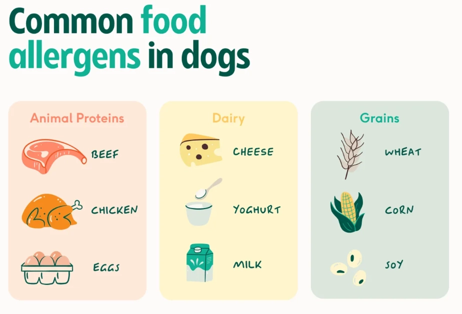 dog food intolerance dog food intolerance