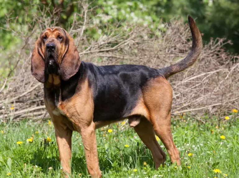 bloodhound care tips bloodhound care tips