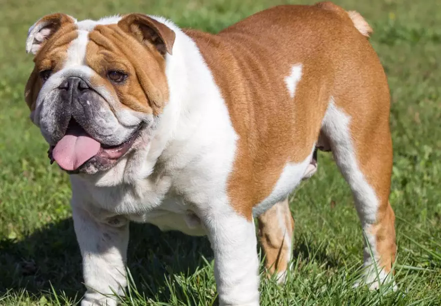 English Bulldog care English Bulldog care
