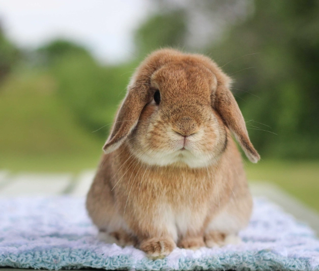 holland lop rabbit