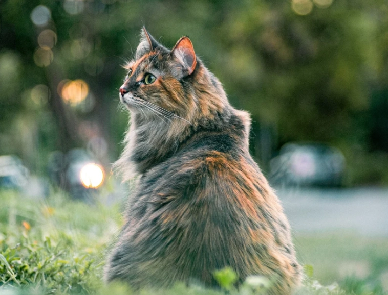 female cat heat cycle