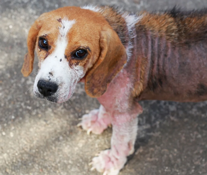 mange symptoms mange symptoms