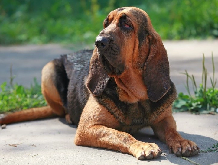 bloodhound breed information bloodhound breed information