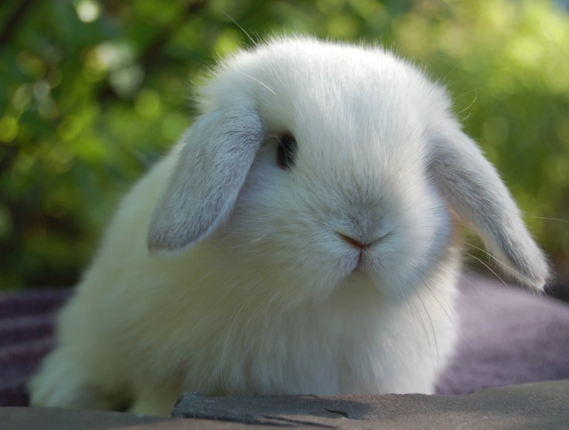 holland lop temperament