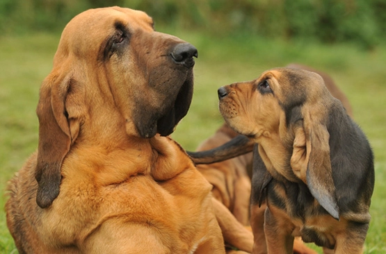 bloodhound breed information bloodhound breed information