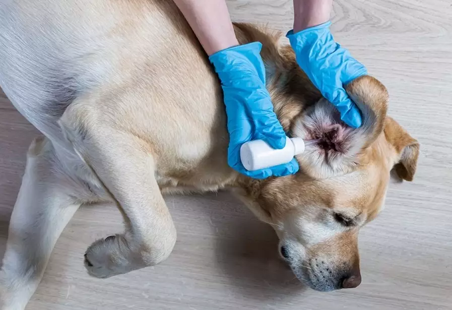 dog ear yeast infection treatment