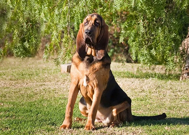 bloodhound breed information bloodhound breed information