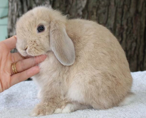 holland lop rabbit