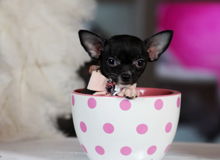 teacup chihuahua health problems teacup chihuahua health problems