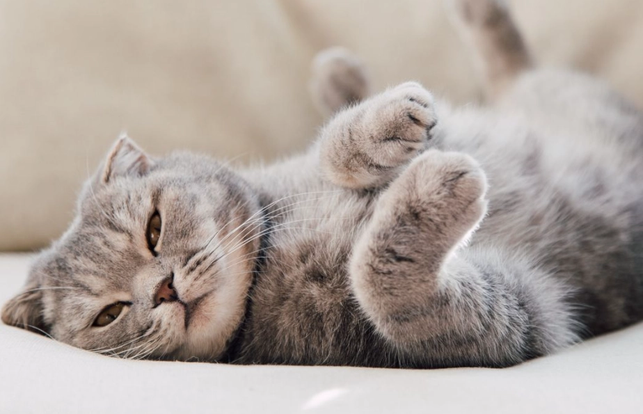 female cat heat cycle