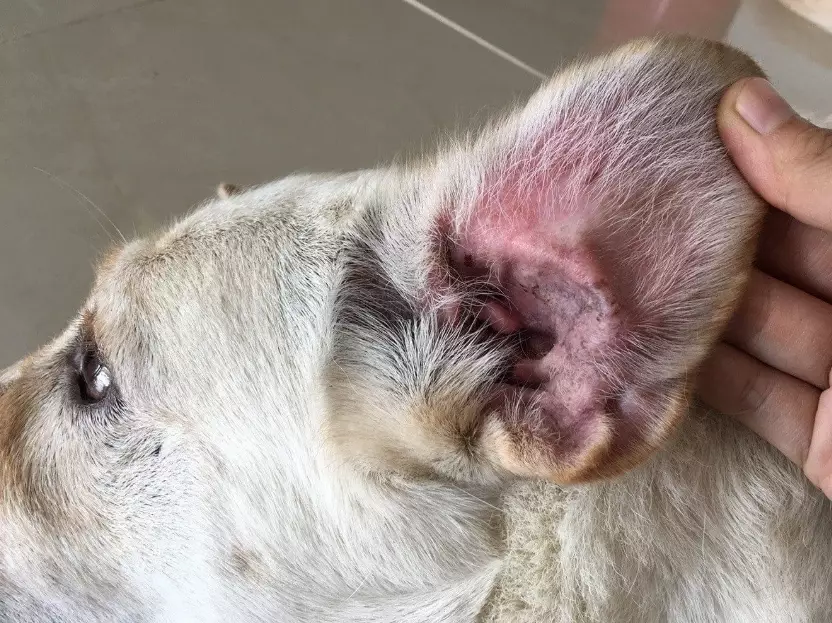 how to treat dog ear infection