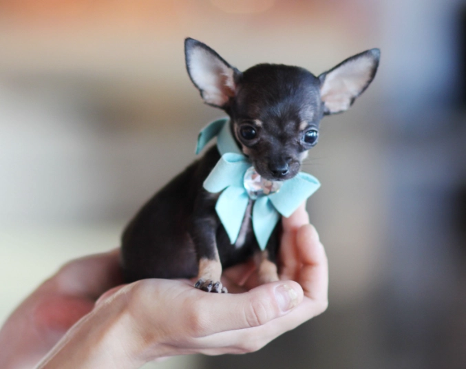 teacup chihuahua lifespan teacup chihuahua lifespan