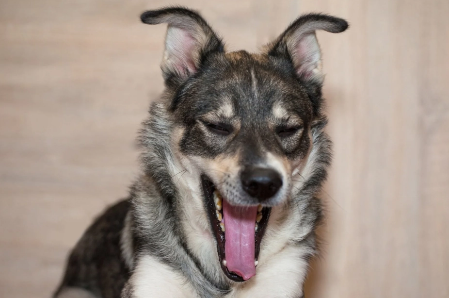 hiccups in dogs treatment