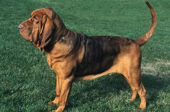 bloodhound care tips bloodhound care tips