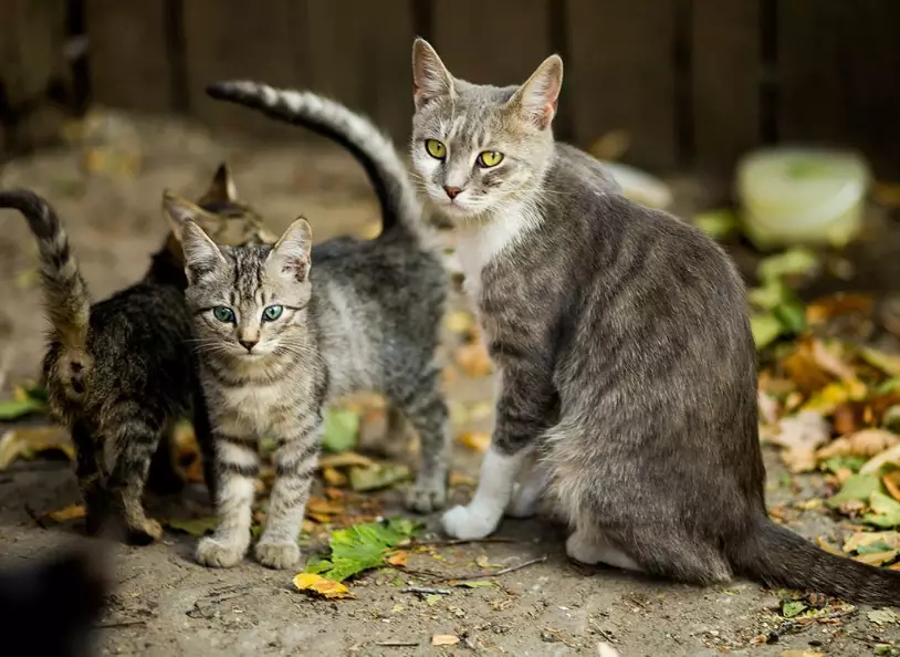 how often do cats go into heat