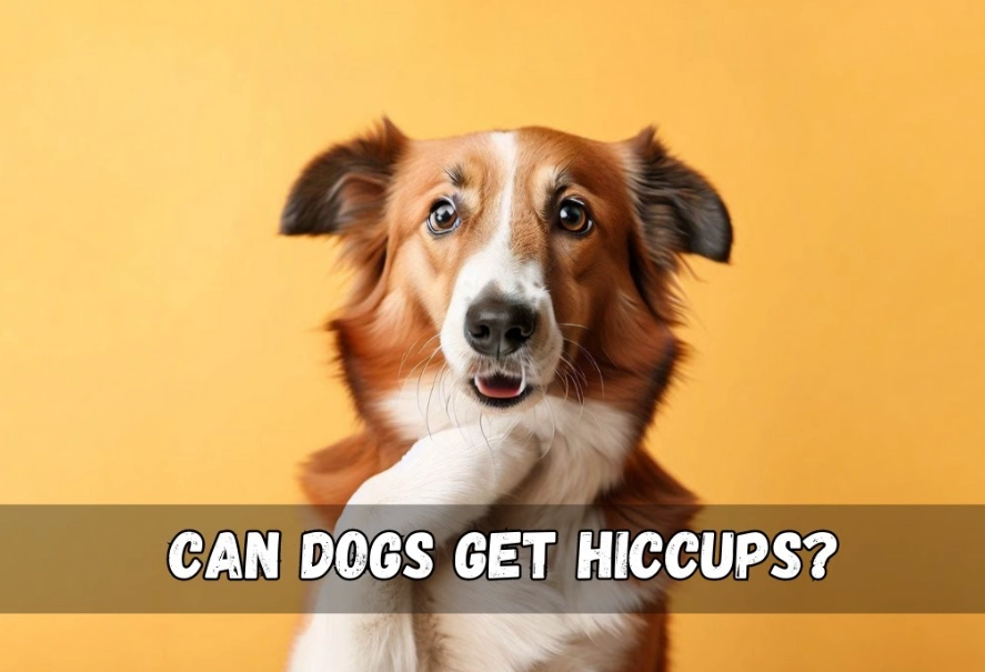can dogs get hiccups