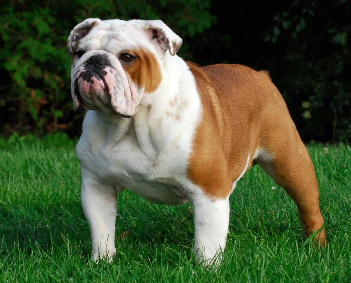 Bulldog temperament Bulldog temperament
