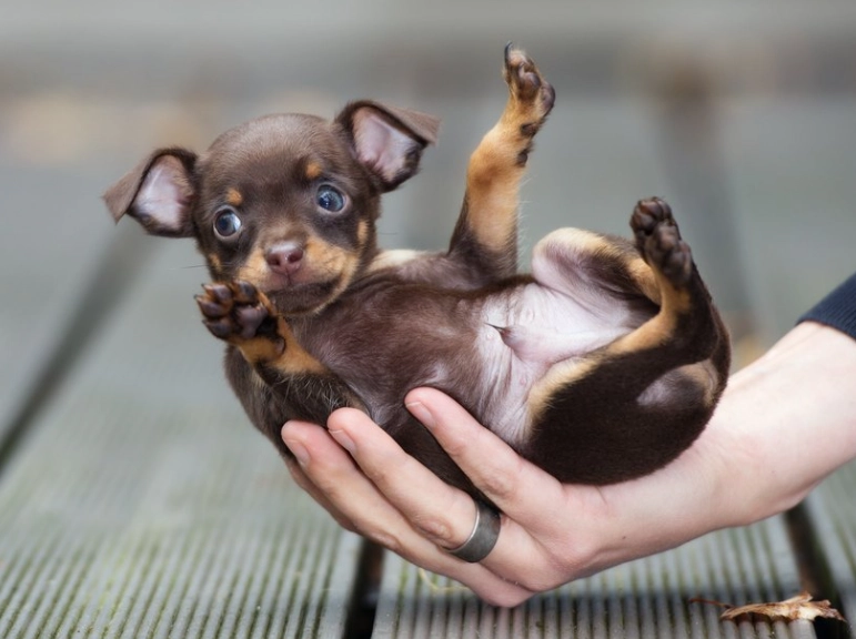 teacup chihuahua training tips teacup chihuahua training tips