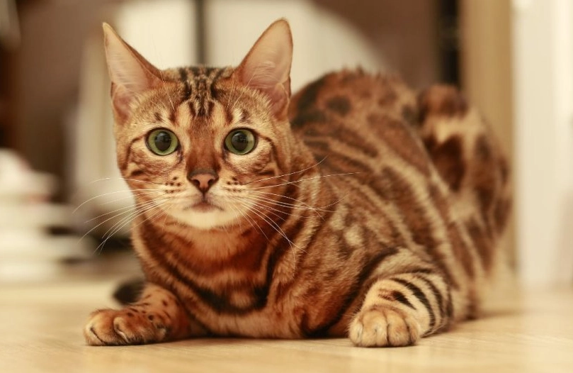 how long do cats stay in season