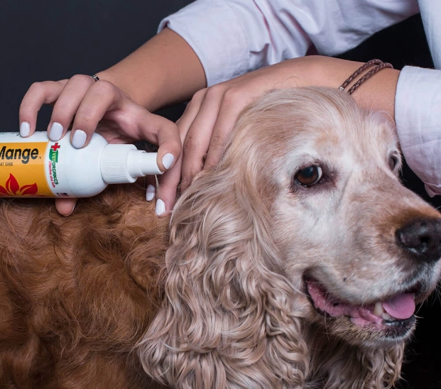 sarcoptic mange treatment sarcoptic mange treatment