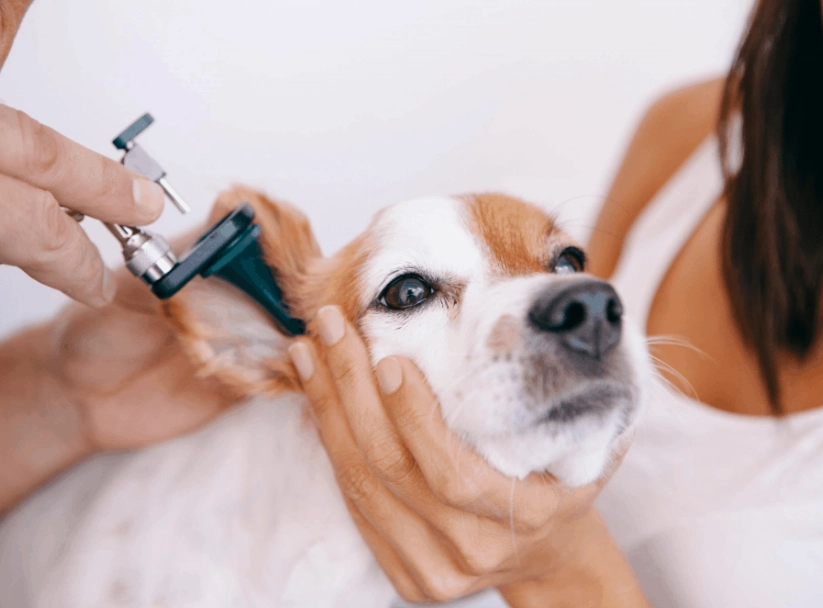 dog ear yeast infection treatment