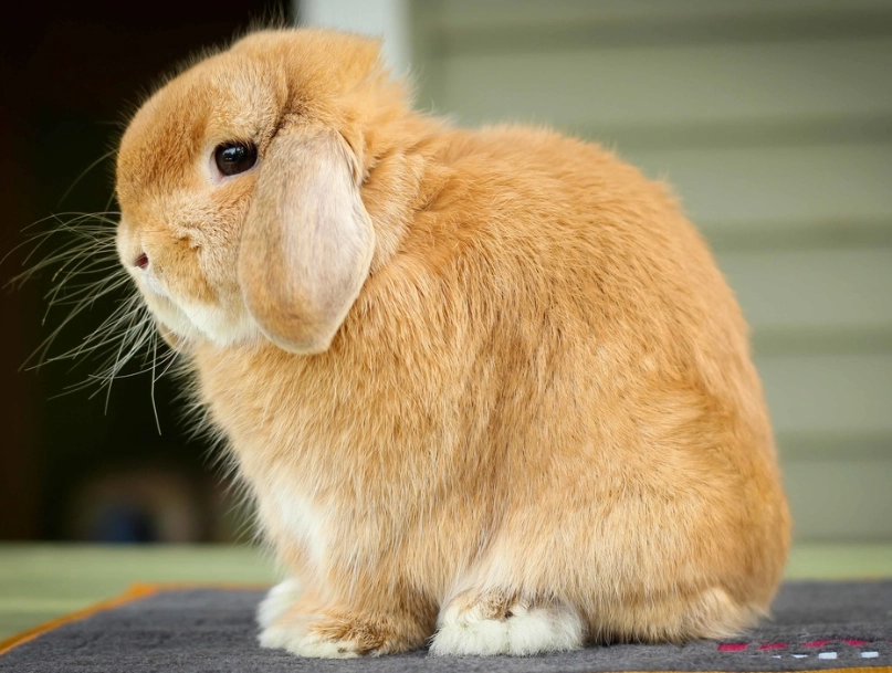 holland lop rabbit