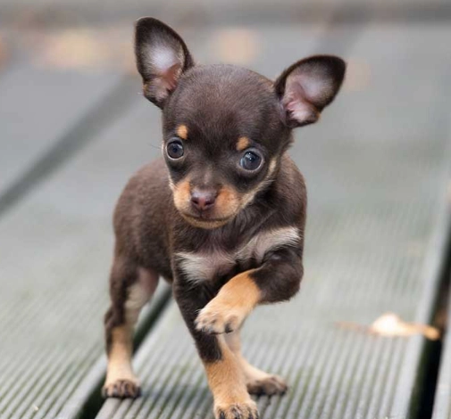 teacup chihuahua health problems teacup chihuahua health problems