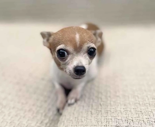teacup chihuahua lifespan teacup chihuahua lifespan