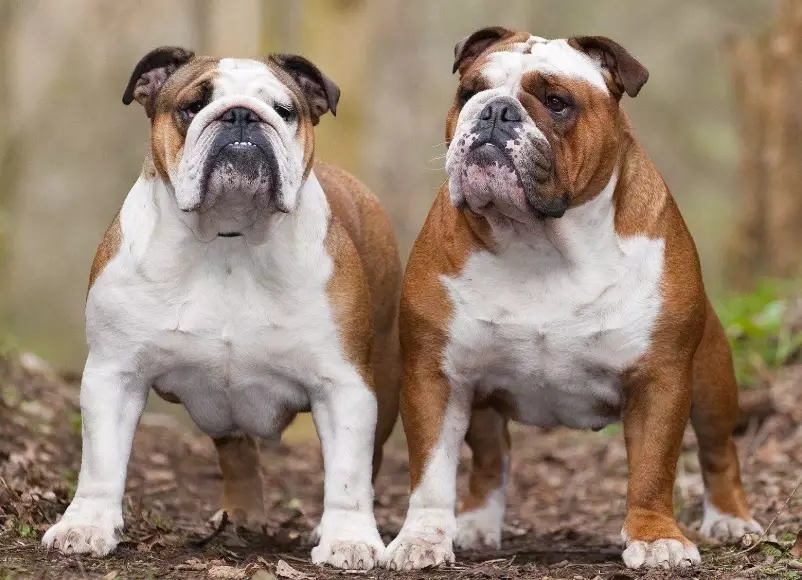 Bulldog temperament Bulldog temperament