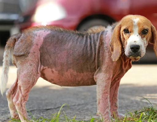 mange symptoms mange symptoms