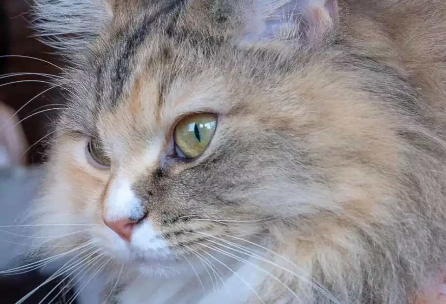 ragamuffin vs ragdoll ragamuffin vs ragdoll