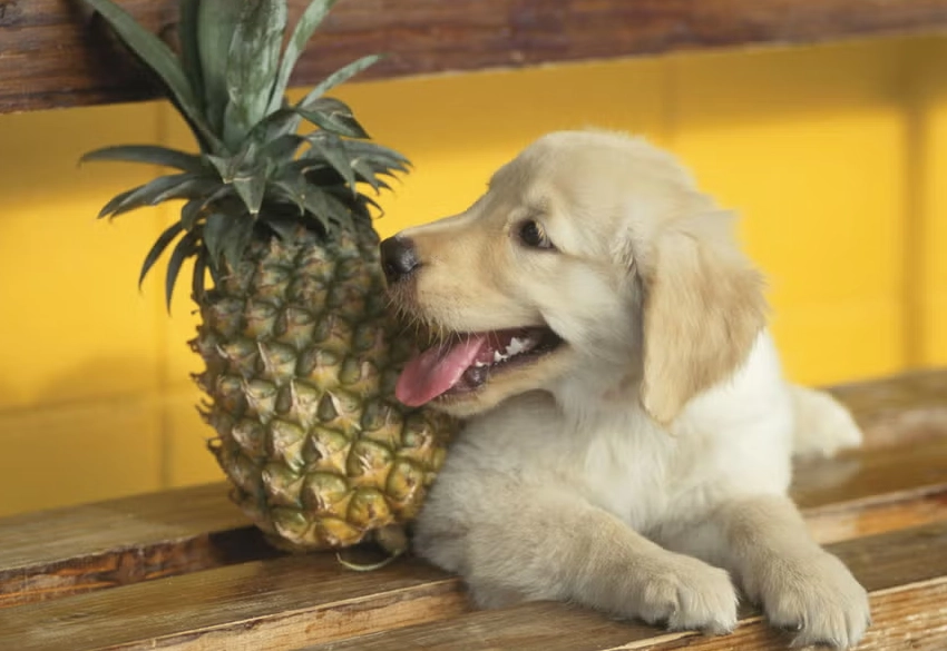 pineapple for dogs pineapple for dogs