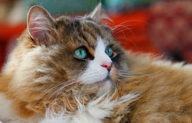 ragamuffin cat personality ragamuffin cat personality