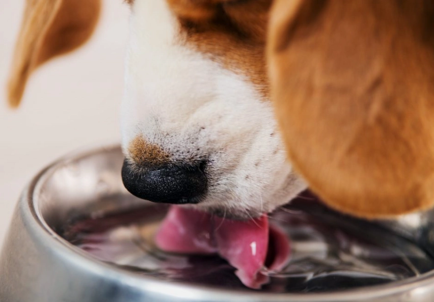dog vomiting home remedy