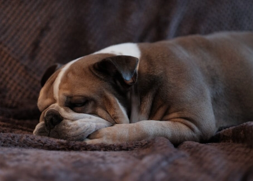 dog vomiting home remedy