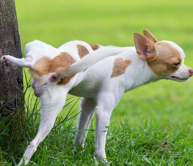 uti in dogs home remedy