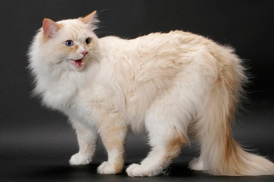 ragamuffin cat care ragamuffin cat care