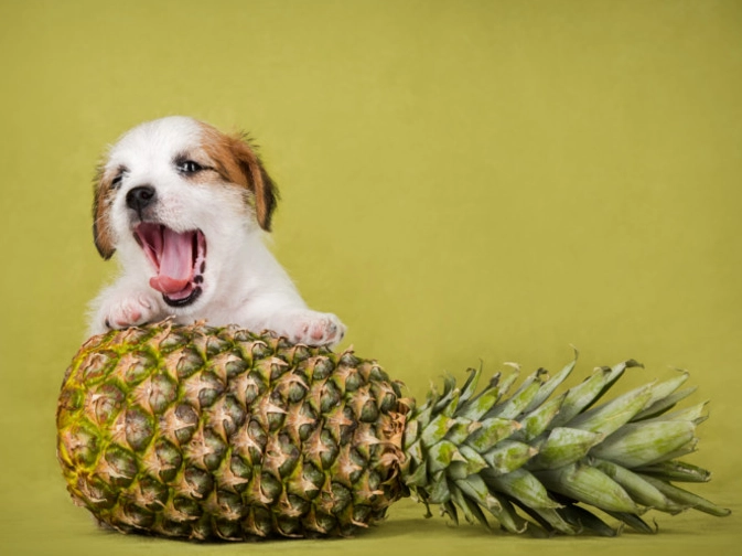 is pineapple good for dogs is pineapple good for dogs